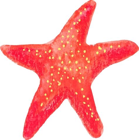 Acuarela De Estrella De Mar En Png Vector Premium