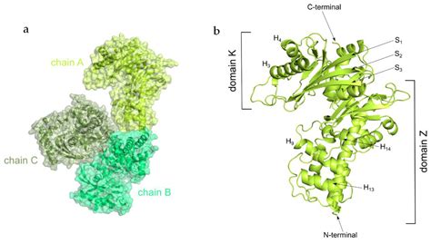 Ijms Free Full Text Crystal Structure Of Kluyveromyces Lactis