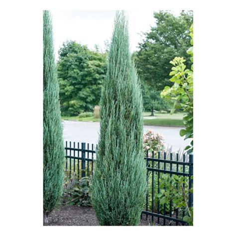 Juniper, Blue Arrow - A+ Garden Center | Duluth, Minnesota | Plants ...