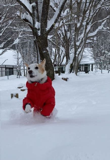 2022年│愛犬といっしょに雪遊びができるドッグラン付きのお宿3選 犬とおでかけドギゴー関西のお出かけ。国内旅行そして、健康のこと。