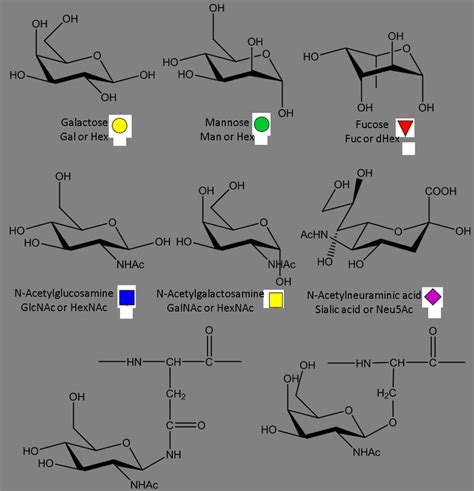 1 Most Common Monosaccharides Found In Mammalian Glycoproteins And Download Scientific Diagram