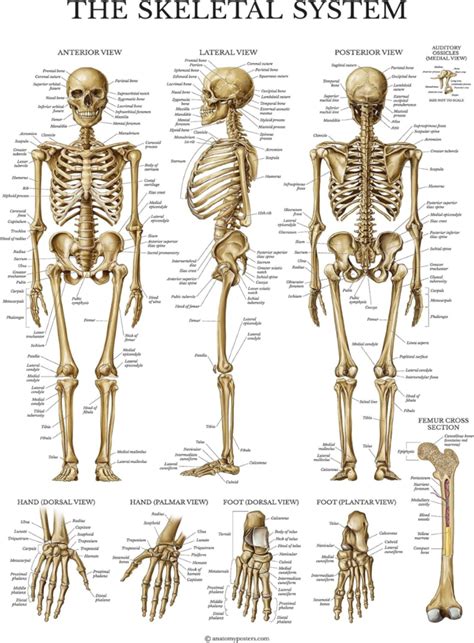 Skeletal System Anatomy Overview: Anterior, Lateral & Posterior Views