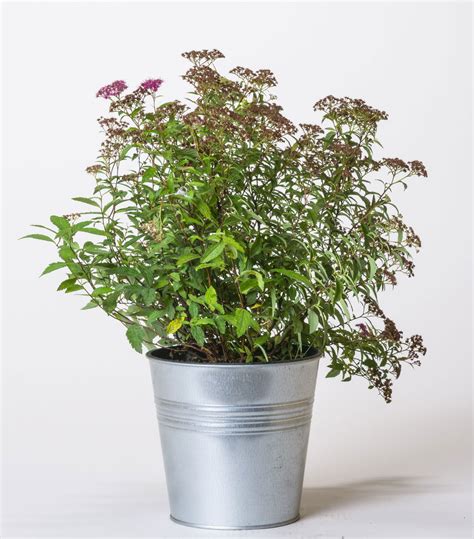 Roter Spierstrauch Darts Red - Spiraea japonica Darts Red günstig kaufen