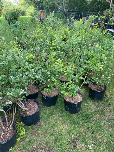 Buy and Sell in Winchester, Ontario | Facebook Marketplace