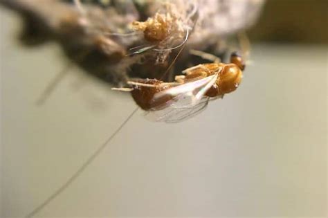 Flying Ants Infestation? You Need to Read This