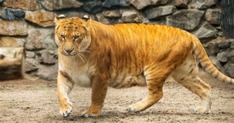 The Truth About Ligers - Lion Tiger Hybrid = “LIGER”