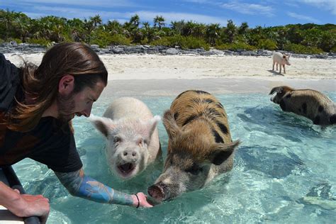 Pig Beach Bahamas