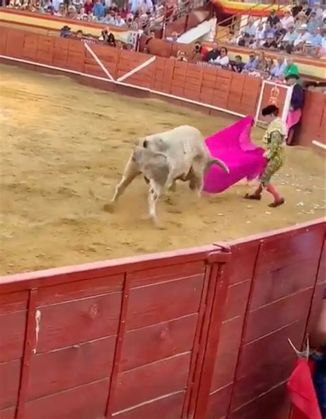 Horrifying Moment Bullfighter Is Gored In The Rectum Viciously Tossed