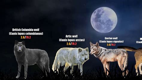 Coyote Wolf Size Comparison