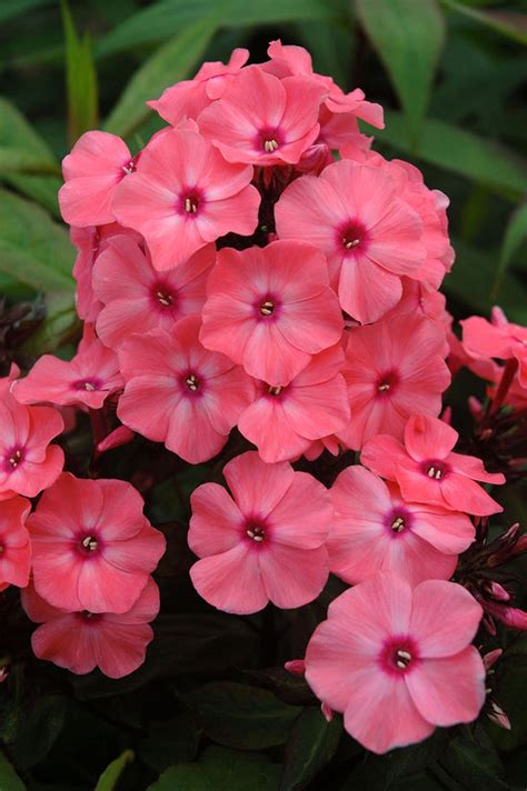 Phlox Paniculata ‘coral Crème Drop Pp20907 Secret Garden Growers