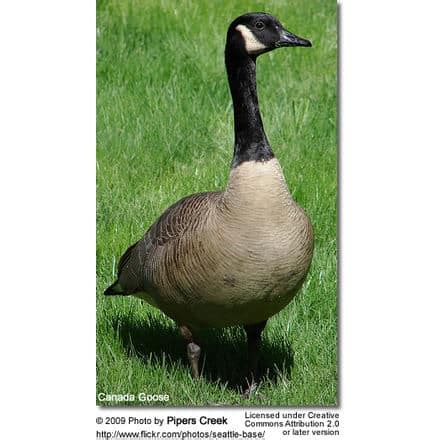 Black Geese (Branta) Information | Earth Life