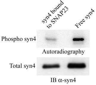 Phosphorylation Of Syntaxin By Rak D Inhibits Binding To Snap Ten