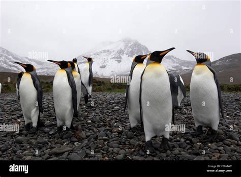 King Penguin, Antarctica Stock Photo - Alamy