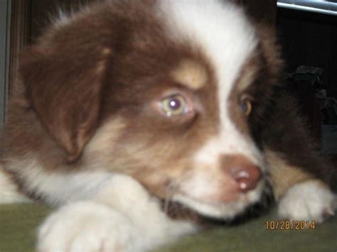 MINI AUSSIE RED TRI MALE WITH GREEN EYES for Sale in Dallas, Texas Classified | AmericanListed.com