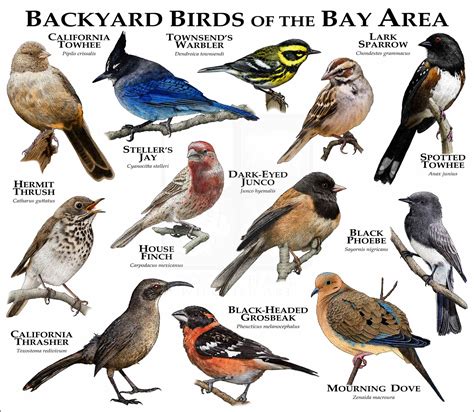 Bay Area Backyard Birds Poster Print - inkart