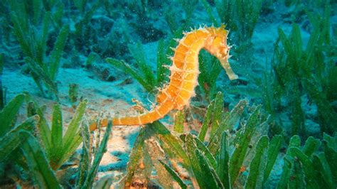 Seahorse Wallpapers Top Free Seahorse Backgrounds Wallpaperaccess