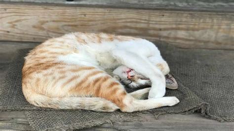 Envenenamiento Por Paraquat En Gatos Causas S Ntomas Y Tratamiento