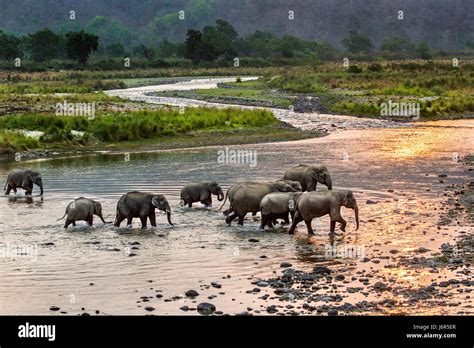 Elephant Herd Stock Photo - Alamy