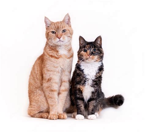 Premium Photo Two Cats Sitting Side By Side White Wall