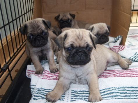 The Pug Barn - 2012 Puppies