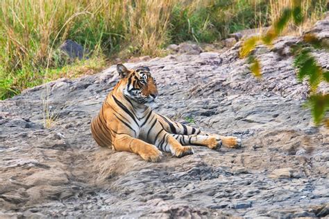 premium photo beautiful royal bengal tiger resting  ranthambore