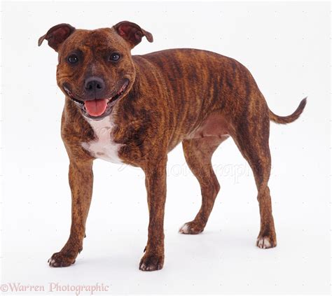 Dog: Brindle Staffordshire Bull Terrier photo WP07793