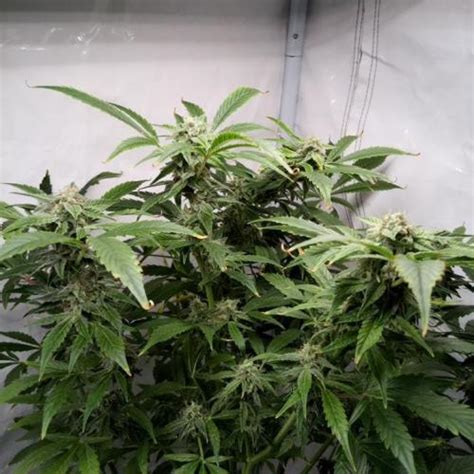 Bubblegum Auto Grow Diary Journal Week By Hannoizboyz Growdiaries