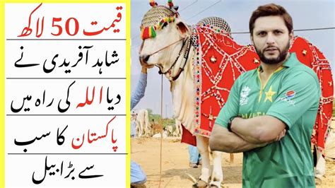 Shahid Afridi Gifted The Most Expensive And Biggest Bull Of Pakistan To