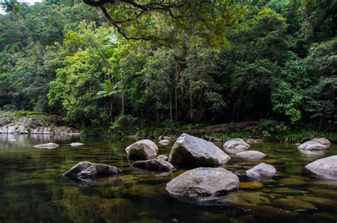 Daintree Rainforest Mossman Gorge Hiking Tour Cairns Hiking Tour