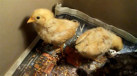 2 Weeks Old Barred Rock Chicks And 2 Buff Orpington Youtube