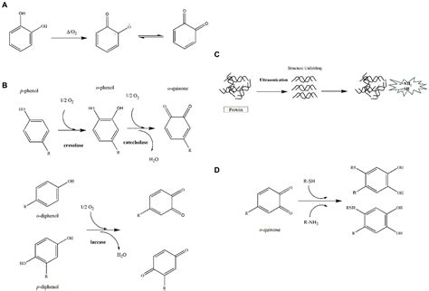 Frontiers Covalent Polyphenols Proteins Interactions In Food