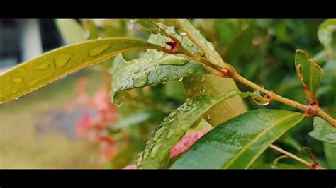 Cinematic Hujan Kopi 36 Ngopi Ditemani Rintik Hujan Bikin Rileks