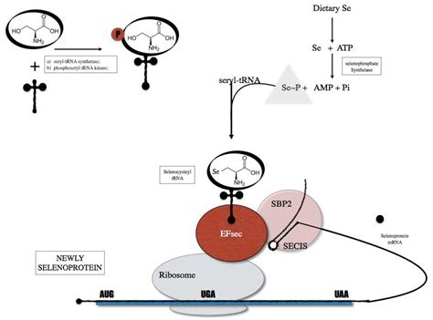 Diagnostics Free Full Text Selenium And Selenoproteins In Immune