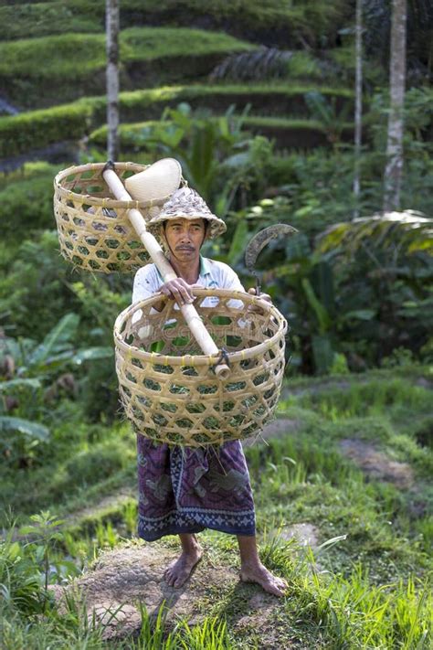 Trabajador De Campo Del Arroz Del Balinese En Campo Del Arroz Imagen De