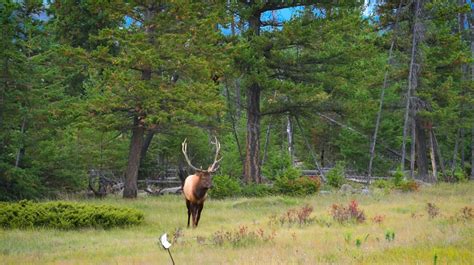 The Delights of Elk Meat: A Nutritious and Flavorful Game Option