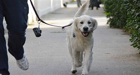 Adorabili Ecco i cani più brutti del mondo Rai News Pet Community