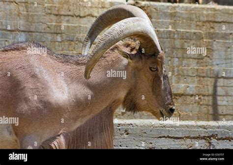 European mountain goats with big horns Stock Photo - Alamy