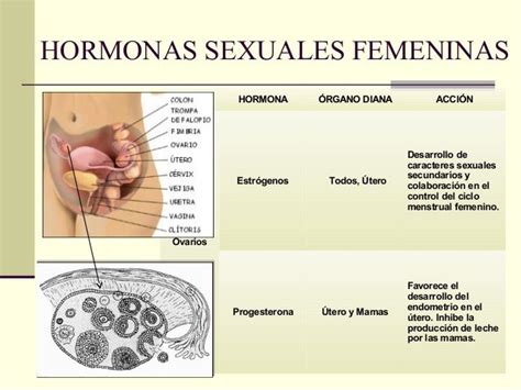 Taula Explicativa De Les Hormones Femenines Shopping