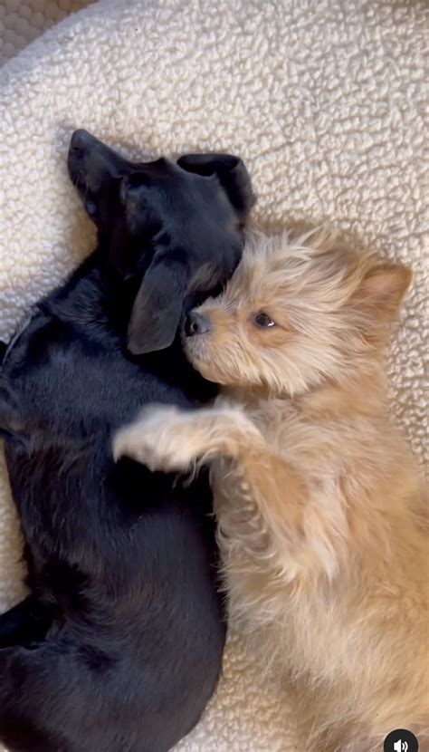 Un Adorable Chiot Secouru Enroule Ses Pattes Autour De Son Meilleur Ami