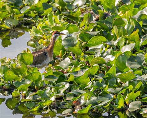 A Bronze Winged Jacana Stock Image Image Of River 265541101