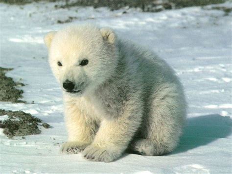 Baby Polar Bears