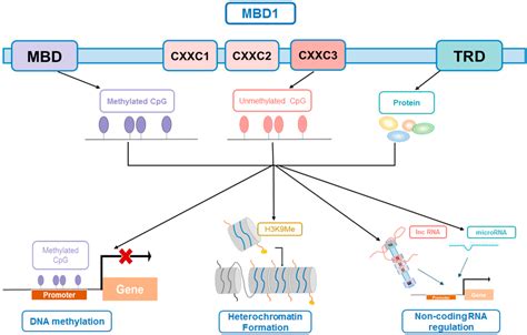 Ijms Free Full Text An Epigenetic Regulator Methyl Cpg Binding