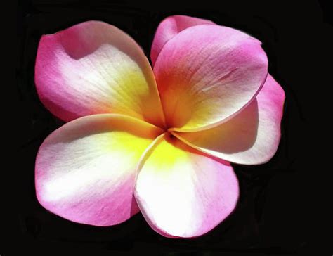 Exotic Plumeria Photograph by Dennis Buckman - Pixels