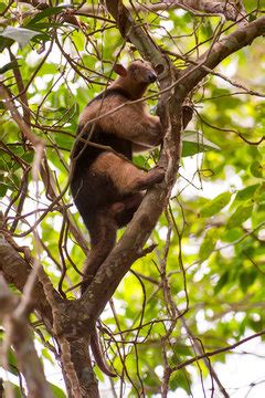 Tamandua Billeder Gennemse Stockfotos Vektorer Og Videoer