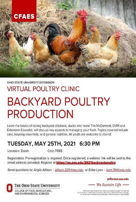 Youth Backyard Poultry Production Virtual Clinic Knox County 4 H