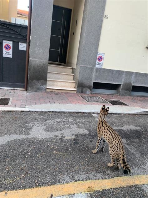 Un Gatto Di Razza Savannah Si Perde In Centro A Pescara I Cittadini Lo