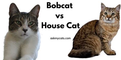 Bobcat Size Comparison To House Cat