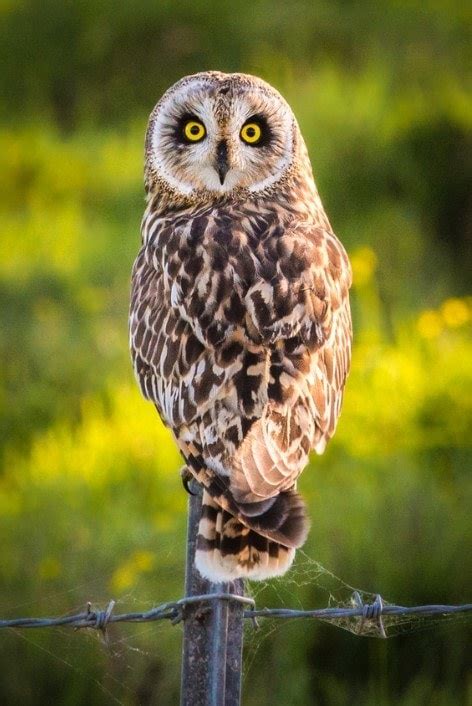 Pueo 180 (Hawaiian Short-Eared Owl) - Metallic Hawaii Photo Print ...