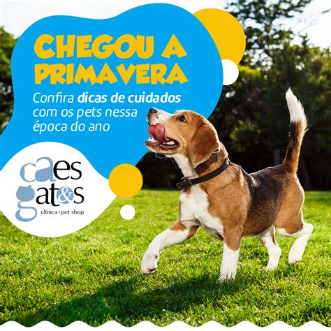 Chegou a primavera Confira dicas de cuidados os pets nessa época