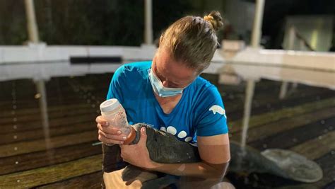 Orphaned baby manatee rescued, brought to ZooTampa at Lowry Park